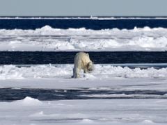08A A Polar Bear At The Floe Edge On Day 4 Of Floe Edge Adventure Nunavut Canada